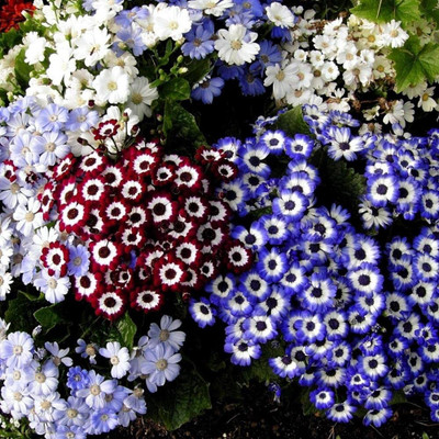 Lorvox Cineraria Early Perfection Mixed Seed(25 per packet)