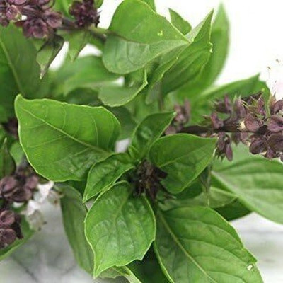 Qualtivate NBIR-26 Thai Basil Heirloom Seeds Seed(1000 per packet)