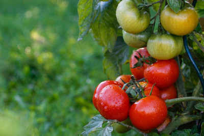 Behuria Agro Farm tomato Seed(25 per packet)