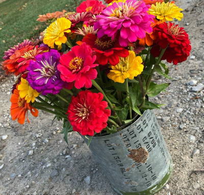 SILTON GIANT CALIFORNIA ZINNIA MIX Seed(40 per packet)