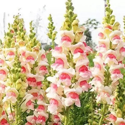 MAA Antirrhinum Seed(125 per packet)