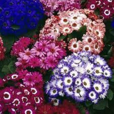 JRYU Cineraria ‘Mix’ F1 Hybrid Flower Seeds for Home Gardening Seed(65 per packet)