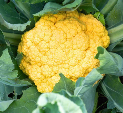 WILLVINE SCI -XII Good Germination Yellow Cauliflower Phool Gobhi[25g, 7500 Seeds] Seed(7500 per packet)