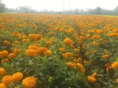 Aro Marigold African, Genda Phool Seed(40 per packet)