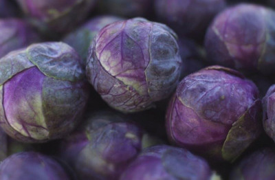 WILLVINE SYN -XII BRUSSELS SPROUTS ROSSELA PURPLE SEEDS [2.5g] Seed(750 per packet)