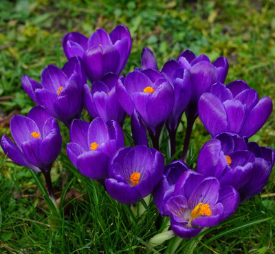 Hybrid Galaxy crocus beautiful flower hybrid seeds 1-packet Seed(10 per packet)