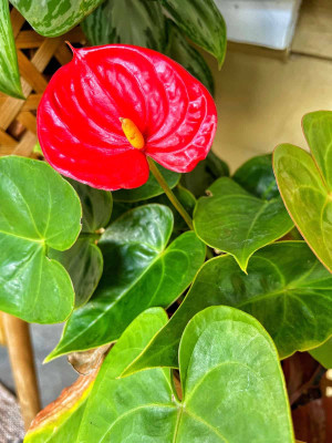 BJUBAS Anthurium flower seeds PACK OF 40 Seed(40 per packet)
