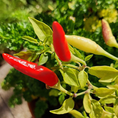 Aywal Long Heirloom Chilli Seed(2000 per packet)