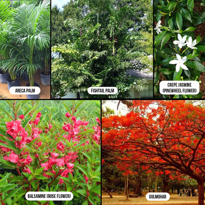 ARMM Products Areca Palm, Fishtail Palm, Crepe Jasmine, Balsamine & Gulmohar Seeds Combo Pack Seed(50 g)