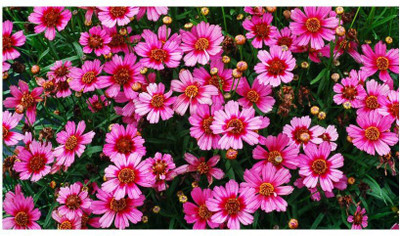 Mozette Exotic coreopsis Seed(30 per packet)