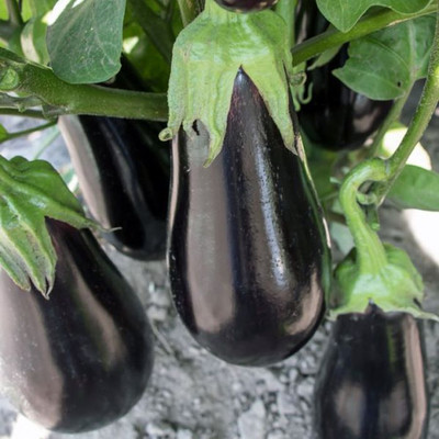 Arshiayat Brinjal Seed(140 per packet)