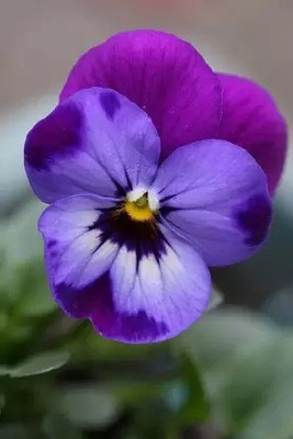 Aro Viola Seed(65 per packet)