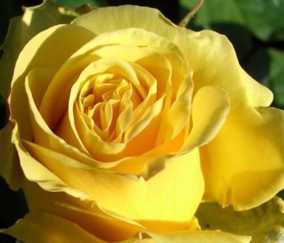 Qualtivate AXL-1AT Yellow Rose Seeds Seed(25 per packet)