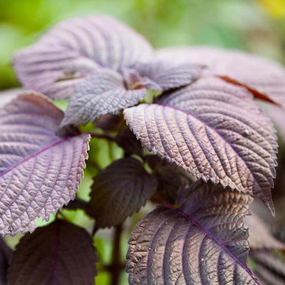 CYBEXIS Rare Red Perilla Frutescens Shiso Seeds 2000 Seeds Seed(2000 per packet)