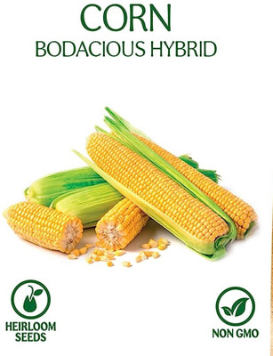 WILLVINE HUA -IX Hybrid HQPM-2023 Corn [250g, 1000 Seeds] Seed(1000 per packet)