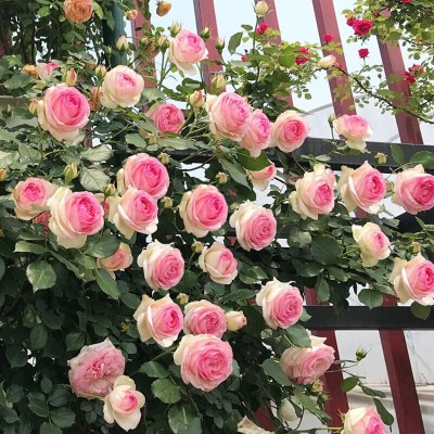 Qualtivate PUAS-6A Pink Climbing Rose Vine Seeds Seed(25 per packet)