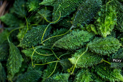 Paudhaa F1 BEST QUALITY BITTER GOURD SEEDS Seed(30 per packet)