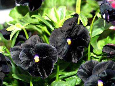 CYBEXIS Pansy 'Clear Crystal Black' Seeds - Deep, Black Colour Seed(1 g)