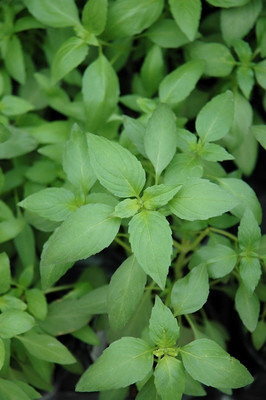 Qualtivate GUA-3 Lemon Basil 'Sweet Dani' Seed(1000 per packet)