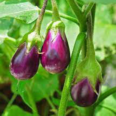 GreenServe Hybrid Brinjal/Begun seeds fo Indoor&outdoorGardening(200pcs per packet)b10 Seed(209 per packet)