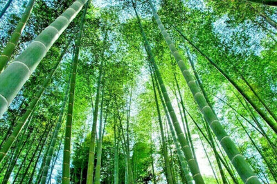 wequality bamboo seed for farming/bamboo seeds 70 Seed(70 per packet)