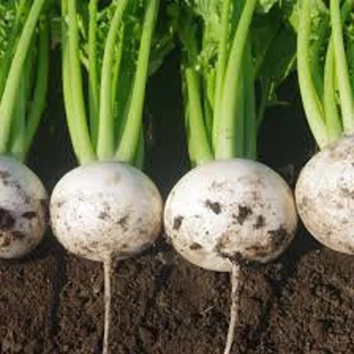 MYLAWN Shalgam/Shalgum/Turnip Plant Seed(1000 per packet)