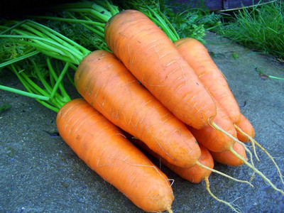 Qualtivate PUA-9A Carrot Chantenay Royal Red Seed(300 per packet)