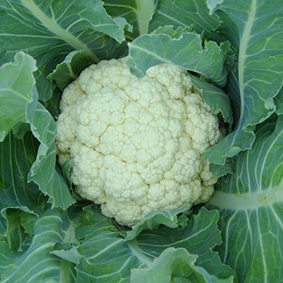 WILLVINE High Yield Hybrid Cauliflower Seeds-[2000 Seeds] Seed(2000 per packet)