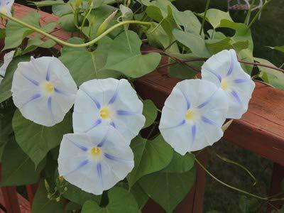 ACCELCROP Morning Glory Flower Seeds For Kitchen Gardening Seed(100 per packet)