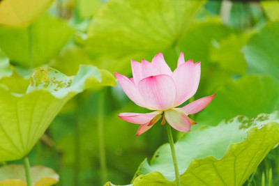 Shyamkripa creation lotus,kamal seeds Seed(12 per packet)