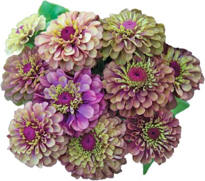 CYBEXIS PAU-62 - Queen Red Lime Zinnia - (270 Seeds) Seed(270 per packet)