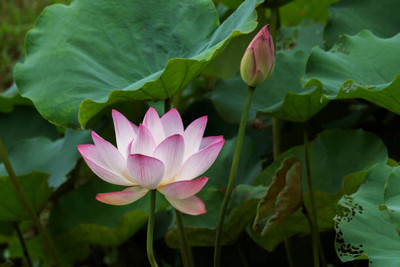 URRO lotus,kamal seeds Seed(20 per packet)