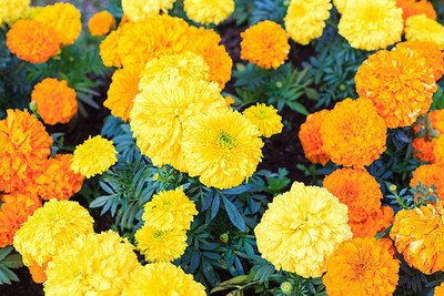 DEVAMA THE DIVINE marigold/gende ka phool flower seeds Seed(50 per packet)