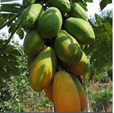 KNESSiN Papaya Dwarf Shah Nanah Fruit Seeds Seed(50 per packet)