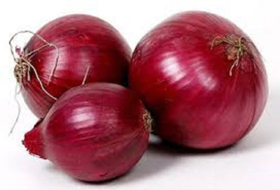 WILLVINE KGF -XVI Onion Red Hybrid Allium Cepa [5g] Seed(3000 per packet)