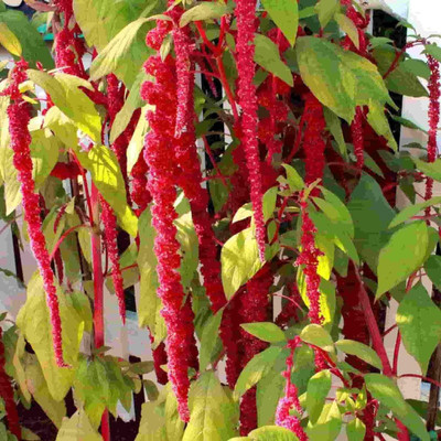 KANAYA Amaranthus Burgundy Red/ Dark Green Flower Seed(12 per packet)