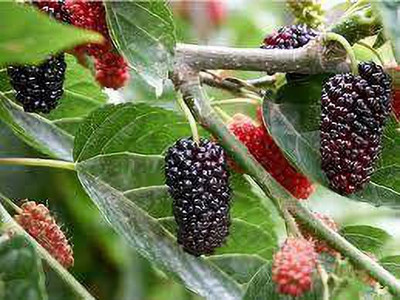 Oliver mulberry(shahatoot) fruit seeds Seed(137 per packet)