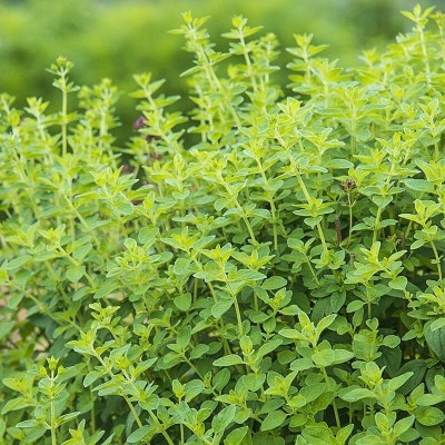 Quentova Oregano Herb-NST-8D Seed(250 per packet)