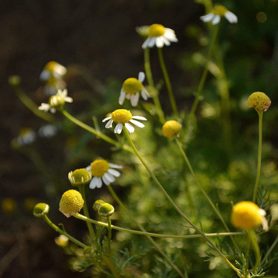 CYBEXIS XLR-57 - Organic German Chamomile - (2250 Seeds) Seed(2250 per packet)