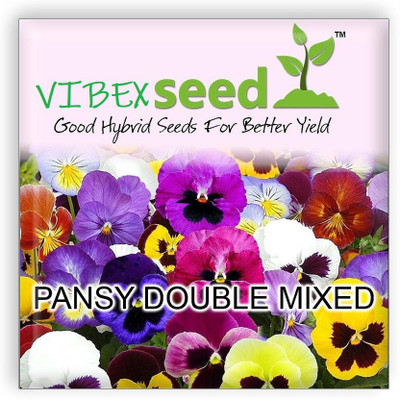 CYBEXIS Seeds Pansy Hybrid Mix Seeds Flower Seed(50 per packet)