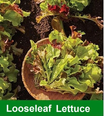 Quentova Loose Leaf Lettuce 1gm Seed(800 per packet)