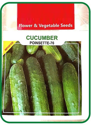 Qualtivate HUA-3A Poinsette CUCUMBER |Easy To Grow Seed(300 per packet)