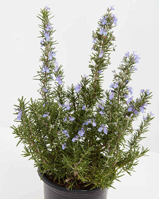 CYBEXIS XLL-35 - Rosemary Tuscan Blue - (250 Seeds) Seed(250 per packet)