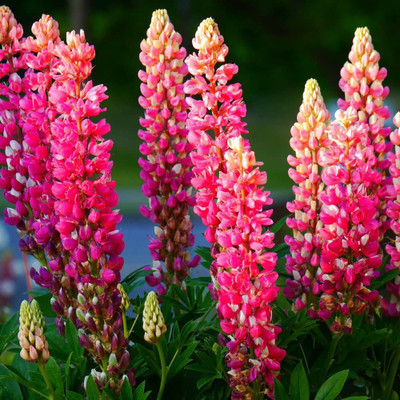 Lorvox Lupin Flower f1 Hybrid Seed(26 per packet)