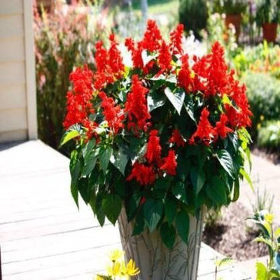 KANAYA Salvia Mix Flower Seed(20 per packet)