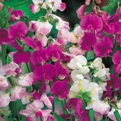 ACCELCROP Sweet Pea Mixed Color Hybrid Flower Seed(20 per packet)