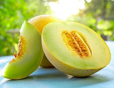 KNESSiN Muskmelon Quality Imported - Musk Melon Golden (Orange Flesh)-{400 Seeds} Seed(400 per packet)