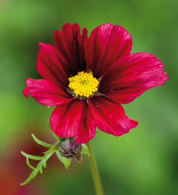 XOLDA Exotic comos Seed(15 per packet)