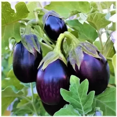 MAA Brinjal, Bhaingan Seed(260 per packet)
