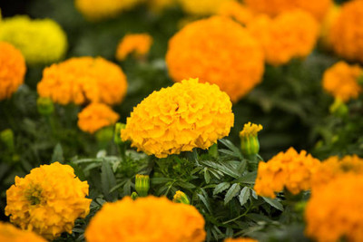 Srida marigold/gende ka phool flower seeds Seed(25 per packet)